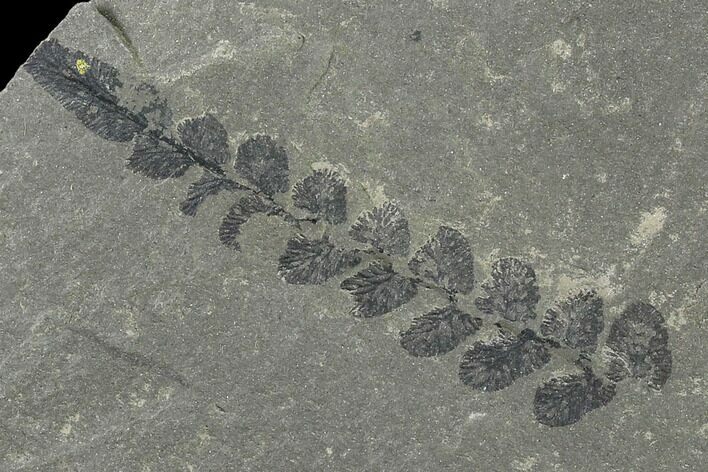Pennsylvanian Fossil Fern (Neuropteris) Plate - Kentucky #137727